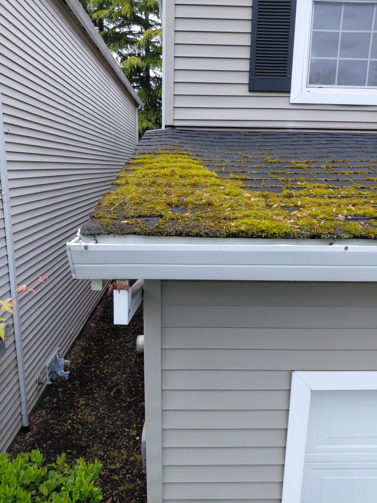 Moss on roof