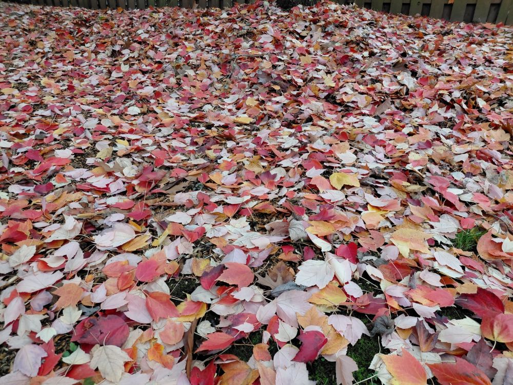 Update on leaf cleanup