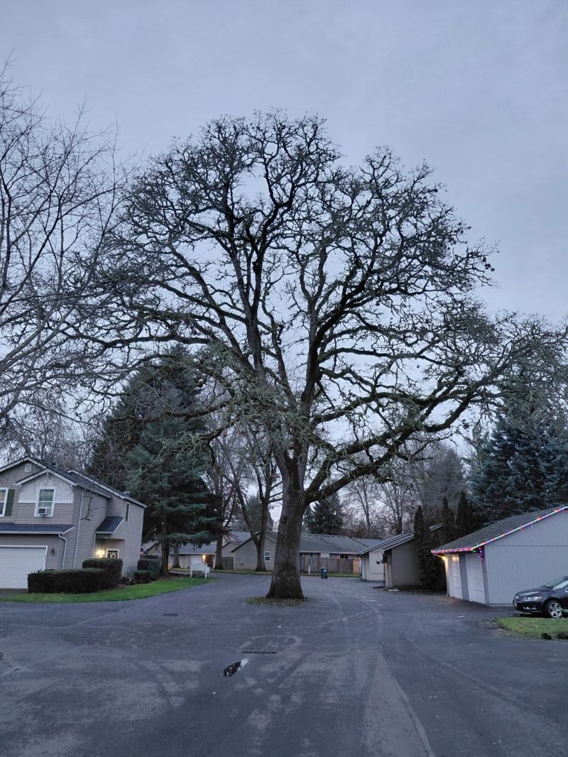 Oak Tree Removal – Temporary Road Access Impact (Jan 12–13)