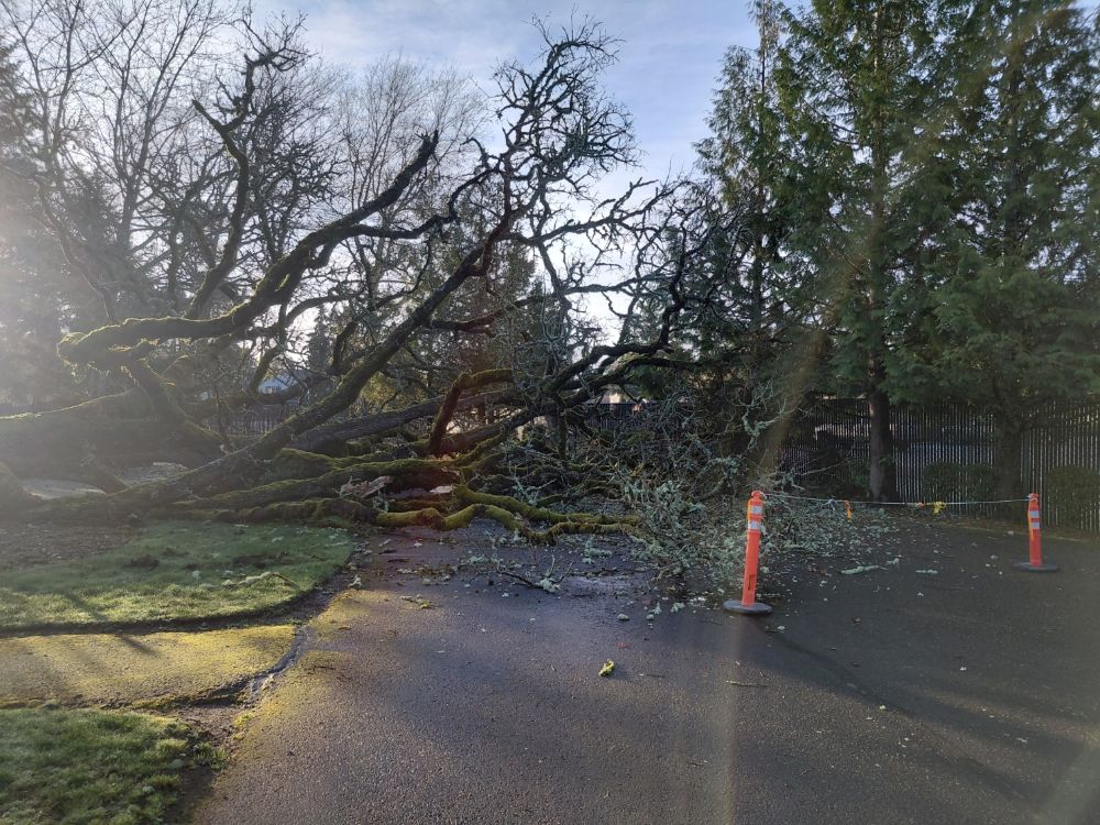 Tree down in southeast corner of property