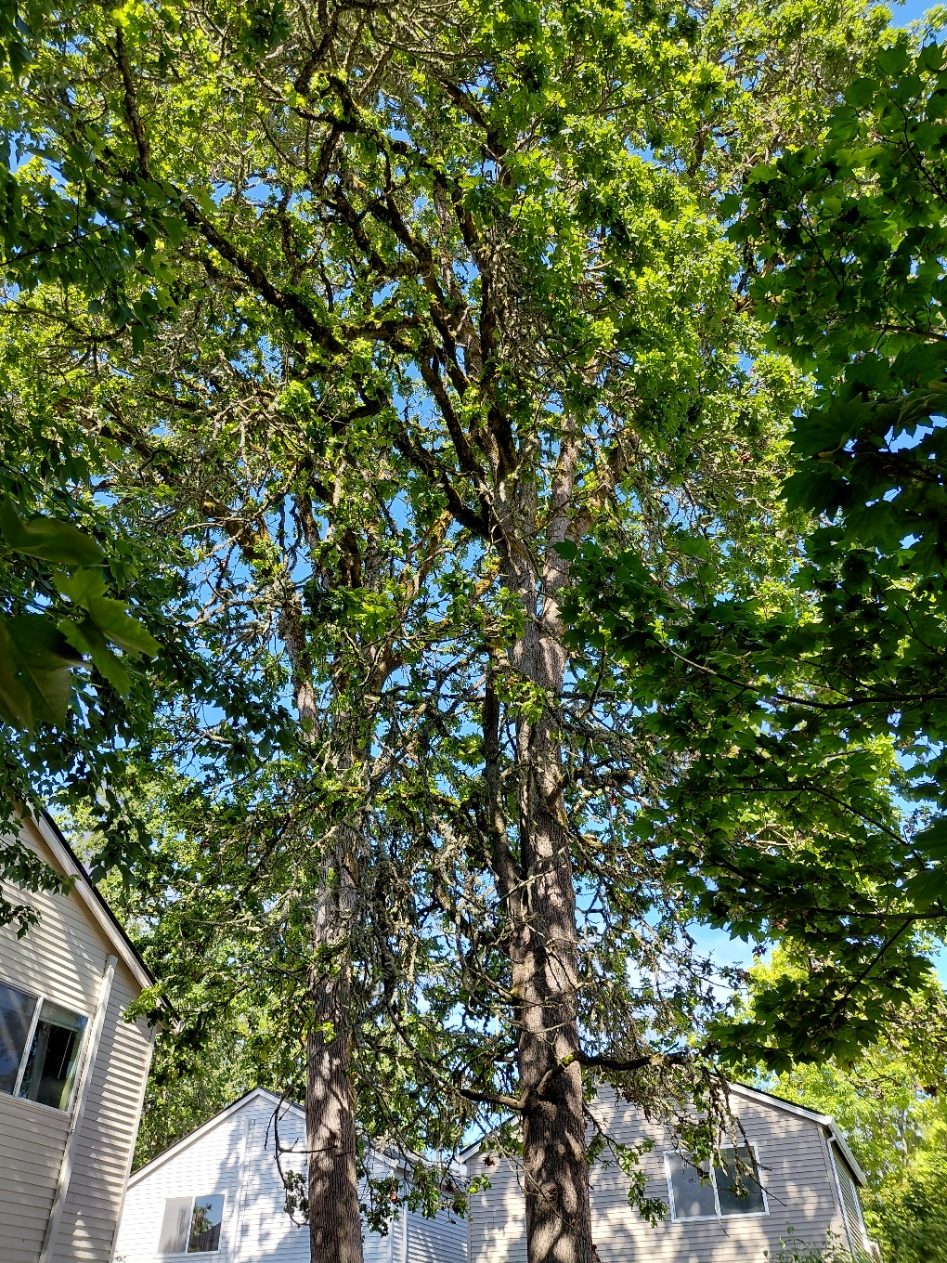 Oregon white oak tree health report – May of 2026